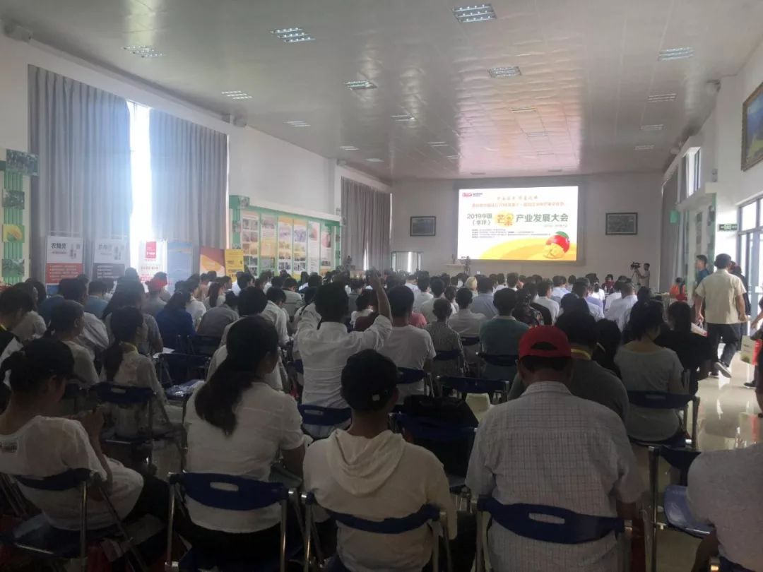 “中国芒乡”华坪芒果品牌如何建设？大丰收农业互联网生态体系来帮忙