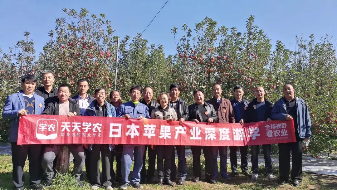 去日本苹果园深度考察后，我们发现了这些意想不到的秘密！