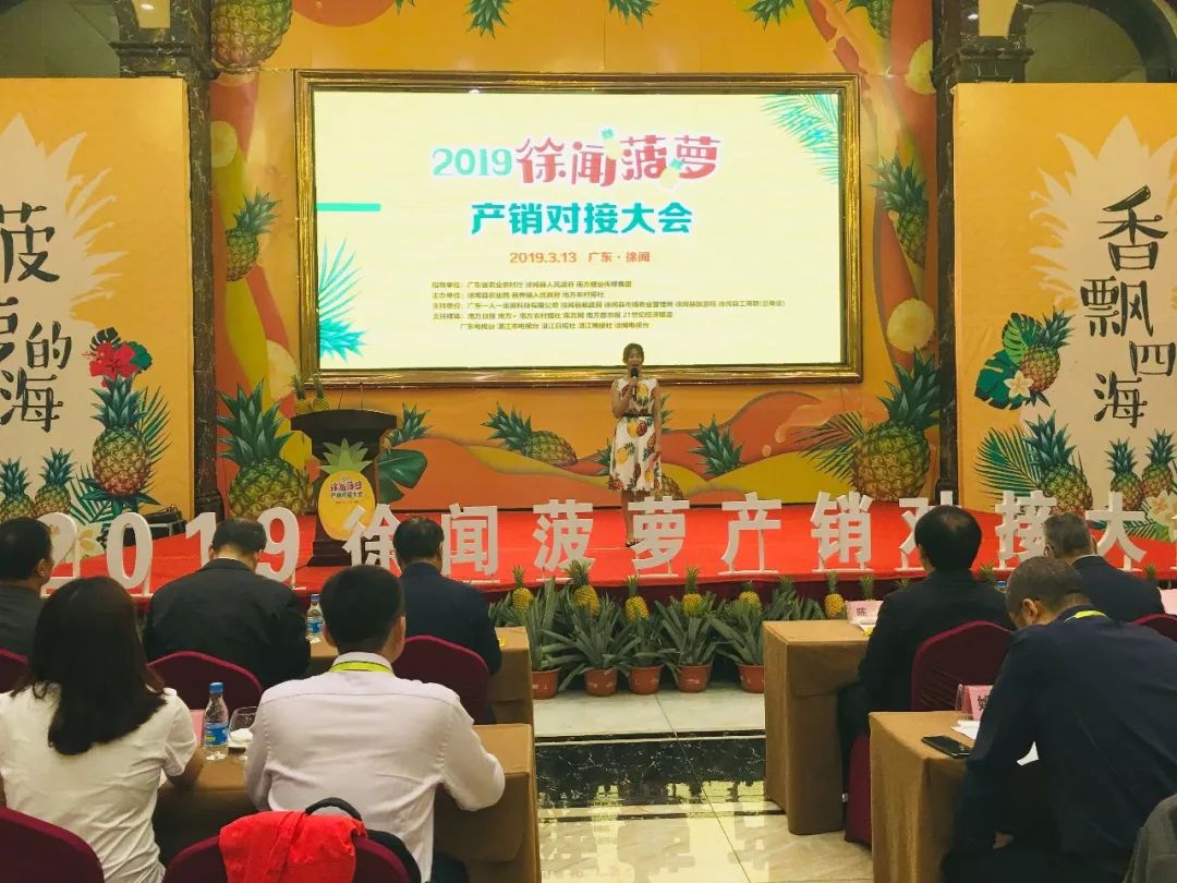 助销2000万斤！丰诚上品助推徐闻菠萝香飘全国！