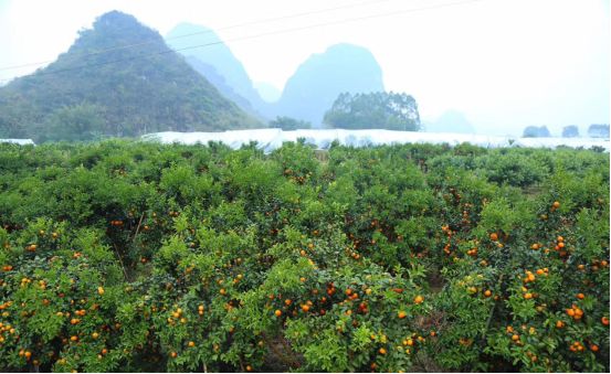 丰诚上品携手家乐福、美食林，打造荔浦砂糖橘区域品牌！