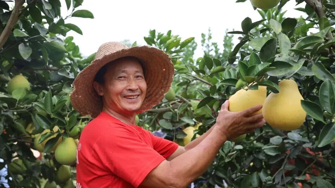 丰农农服：数智农服树立现代农服“金”标准